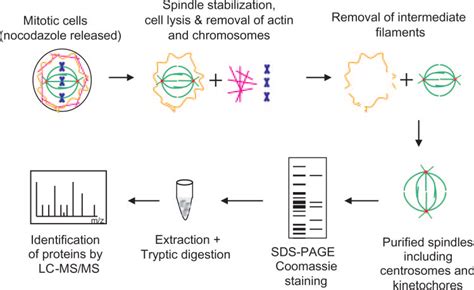 Scheme For The Isolation Of Mitotic Spindles Mitotic Hela S3 Cells