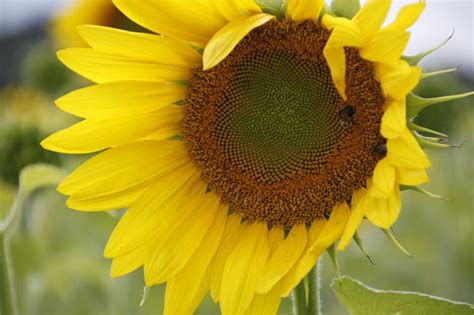 Stunning Sunflower Photography