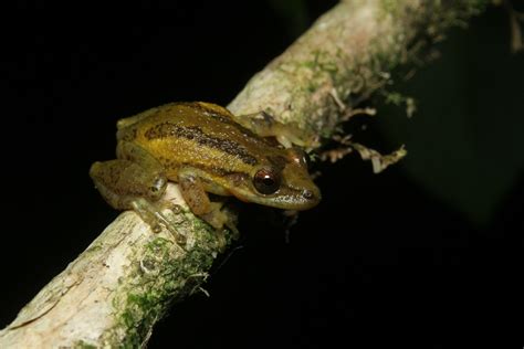 Calphotos Scinax Tymbamirim Coastal Snouted Tree Frog