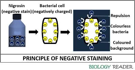 What is Negative Staining? Definition, Principle, Procedure ...