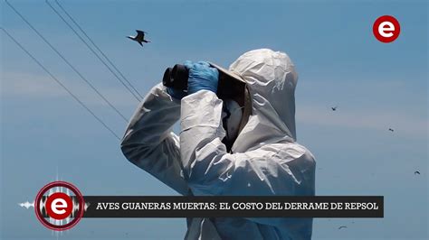 Aves Guaneras Muertas El Costo Del Derrame De Repsol Youtube