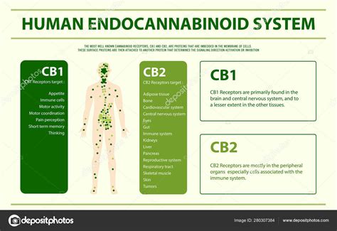 Sistema Canabinóide Humano Infográfico Horizontal Stock Vector By