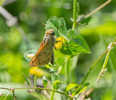 Fiery Skipper From Corp Woods Nature Sanctuary Galveston TX USA On