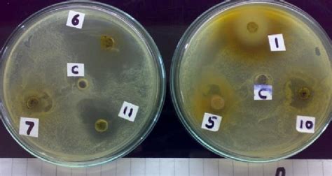 Plates Showing Zone Of Inhibition By Different Aqueous Plant Extracts