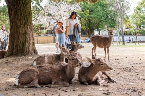 Cerfs Et Touristes Dans Le Parc Nara Fleurs De Cerisiers En Pleine