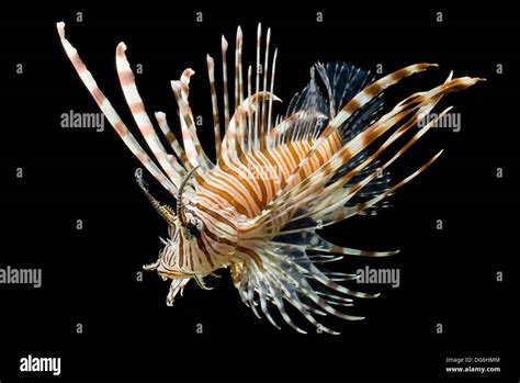 Lionfish Hi Res Stock Photography And Images Alamy