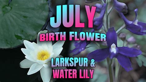 July Birth Month Flower Images | Best Flower Site