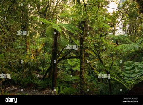 Milford Track Great Walk Fiordland Native Forest Species Crown Fern