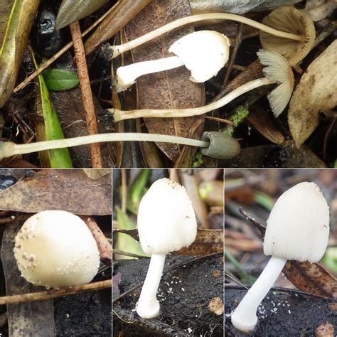 Coprinellus Sect Domestici From Monsanto Lisboa Portugal On October