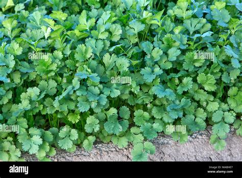 Close Up Of Cilantro Coriandrum Sativum Under Cultivation Also Known