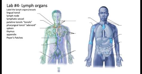 SOLVED Lab 4 Lymph Organs Label The Diagram Label The Lymph Organs