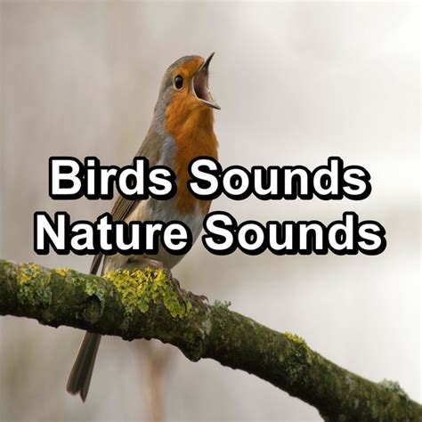 Calming Bird Music música e letra de Bird Songs Nature Sounds Calm