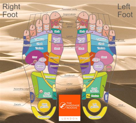 Foot Ankle Reflexology Chart