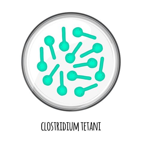 The human microbiome of clostridium tetani in a petri dish. Vector ...