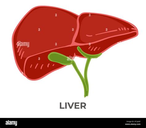 Órgano hepático del cuerpo humano salud de la desintoxicación Imagen