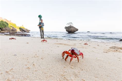 The Christmas Island annual crab migration is coming to Google Street View