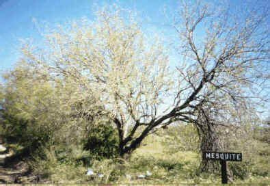 Scenic Drive Plant Guide: Velvet Mesquite Tree