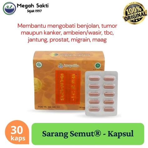 Jual Sarang Semut Obat Herbal Kanker Dan Tumor 30 Kapsul Di Lapak Megah