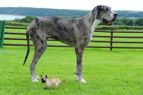 Great Dane In Running For Worlds Tallest Dog Title Meets Uks