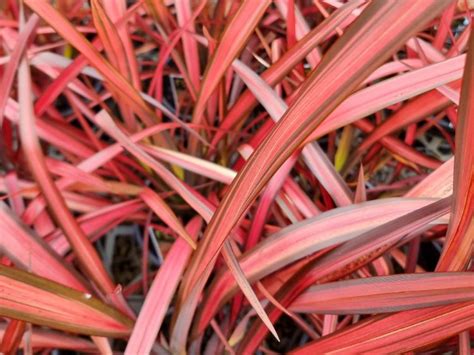 Phormium Tenax Maori Maiden Wholesale Nursery Nurseries In