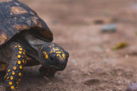 Tortugas Terrestres Fotos Adopci N Y Precios Demascotas Info