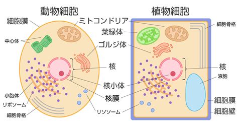 動物 細胞 の 構造