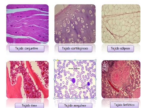 Tejidos Del Cuerpo Humano