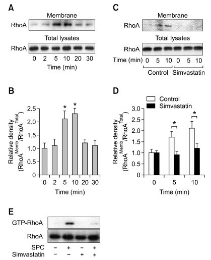 Simvastatin Inhibits Sphingosylphosphorylcholine Induced