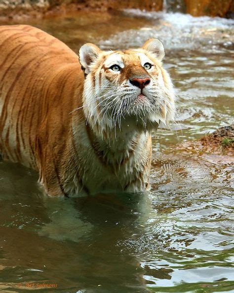 Golden Tabby Tiger Wallpaper