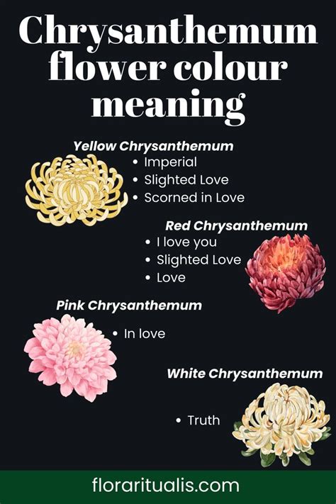 Chrysanthemum flower color meaning | Flower meanings, Chrysanthemum ...