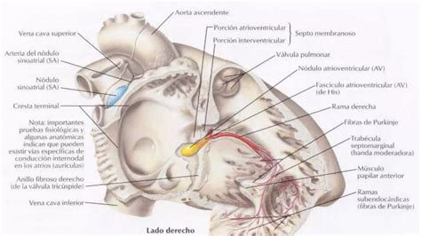 Sistemas De Conducción Del Corazón Ppt
