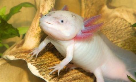 Axolotl Guida Completa All Ambystoma Mexicanum