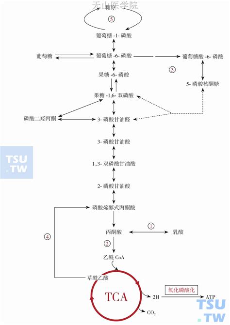 恶液质的代谢改变 天山医学院