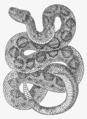 Snake Head Tattoo Drawings Realistic Snake Drawing X Png