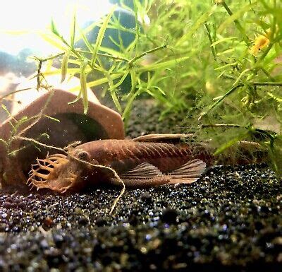 3 1 Free SUPER RED Calico Bristlenose Pleco Ancistrus Sp USA Bred