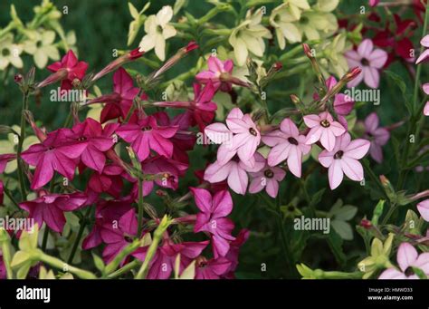 Flowering Tobacco Nicotiana Sp Solanaceae Stock Photo Alamy