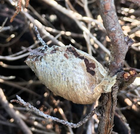 Chinese Mantis Ootheca Egg Case Project Noah