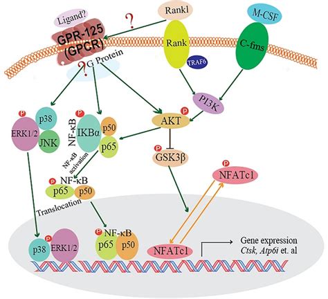 Gpr Positively Regulates Osteoclastogenesis Potentially Through Akt