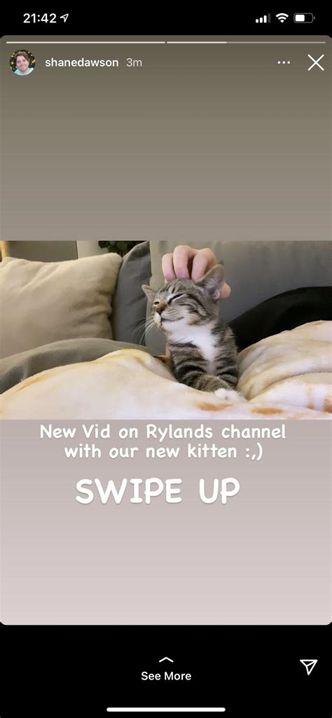 shane has a new cat... : r/ShaneDawson