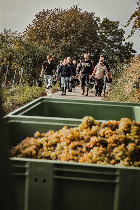 Startseite Weingut Sauer Ihr Winzer in Landau Nußdorf