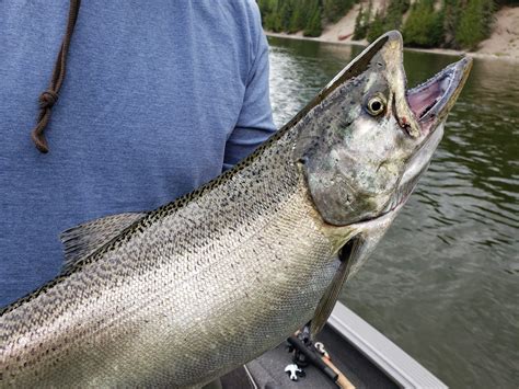 10 Salmon Facts Superior Country