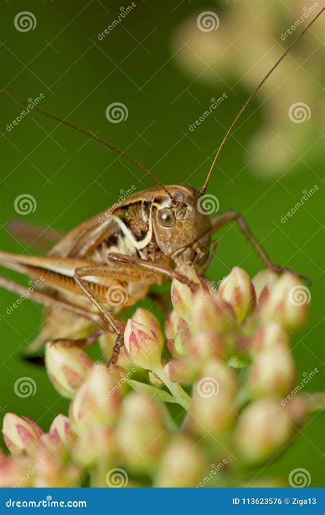 Grasshopper Eating on a Plant Eating a Leaf Stock Photo - Image of grasshoppers, park: 113623576