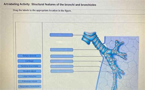 Solved Art Labeling Activity Structural Features Of The Chegg