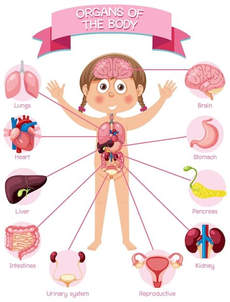 Organos Del Cuerpo Humano Para Ninos