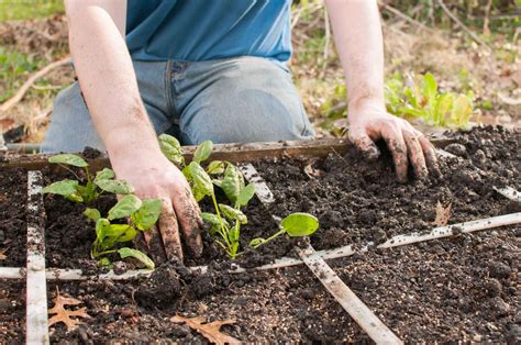 Can We Practice Square Foot” Gardening In Greenhouse Environment