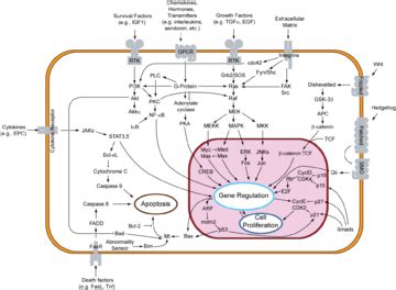 Transduction (biophysics) - wikidoc