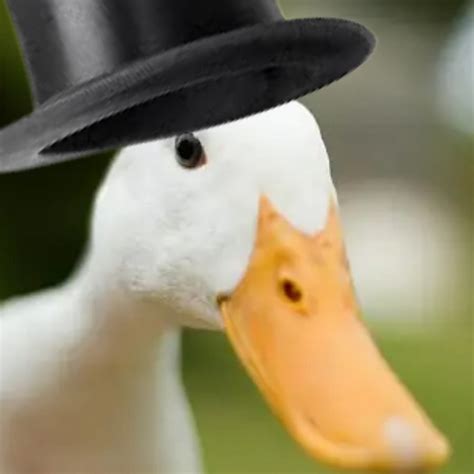 Ducks with hats - YouTube