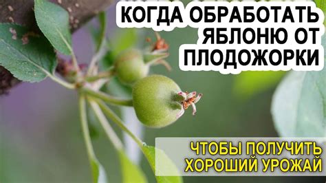 Когда обрабатывать яблоню от плодожорки - YouTube