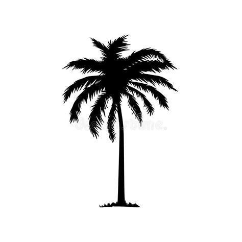 110 Silhouette Palm Tree White Background Free Stock Photos