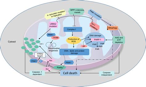 Mitochondrial Dysfunction In Parkinson S Disease Bose 2016